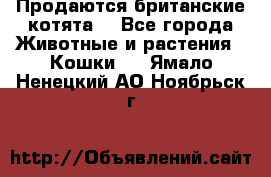 Продаются британские котята  - Все города Животные и растения » Кошки   . Ямало-Ненецкий АО,Ноябрьск г.